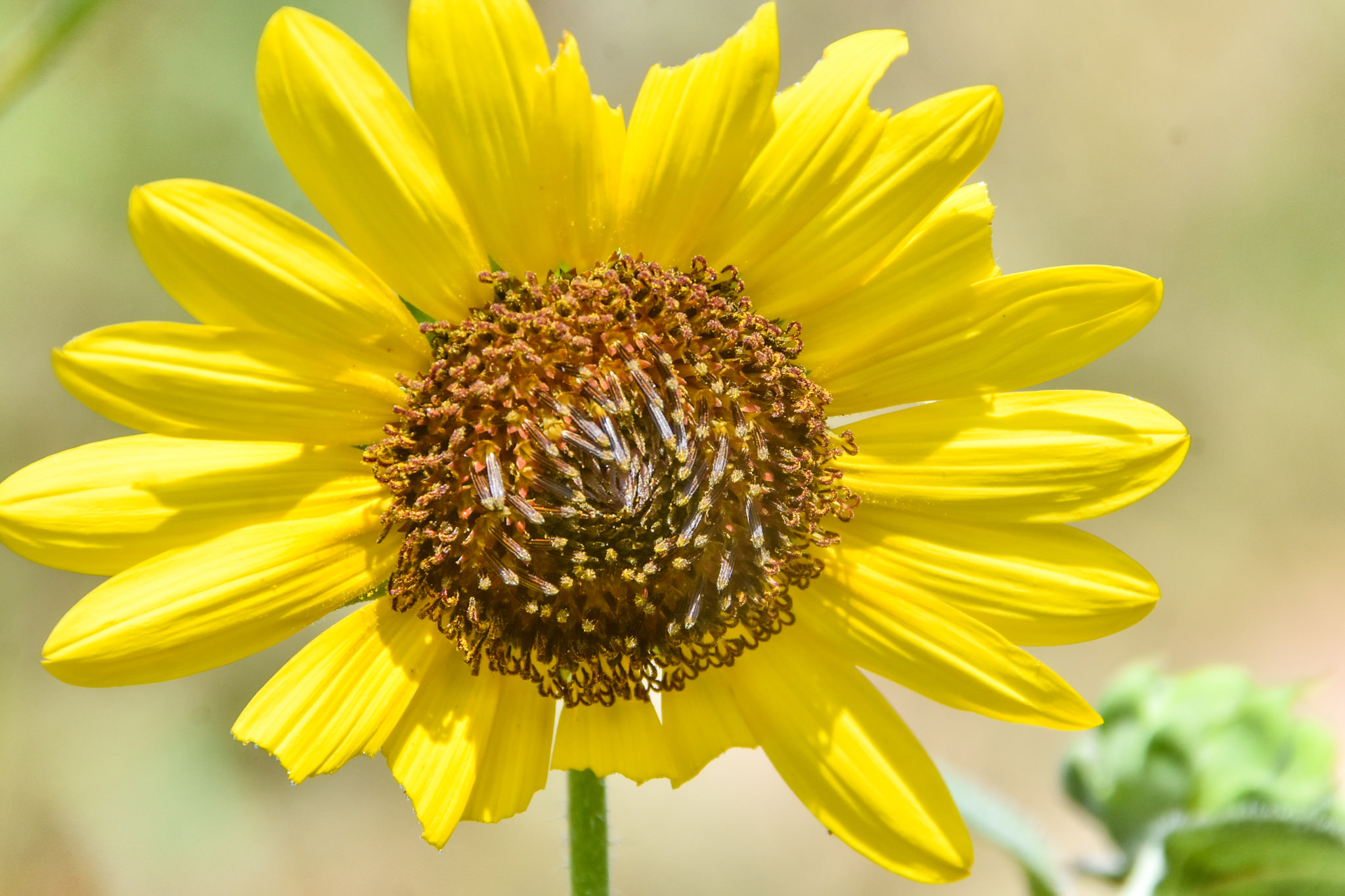 Helianthus annus
